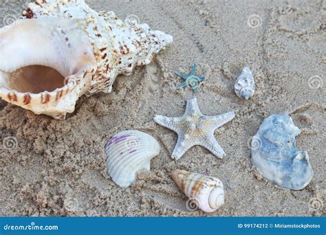 Seastar And Sea Shells Laying On Top Of The Sand At The Beach Stock