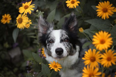 Собака в желтых цветах · бесплатное фото