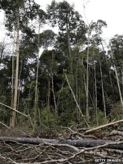 Un Worlds Forests Fundamental To Human Well Being Bbc News