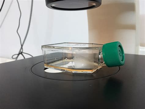 Cell culture is also commercially important particularly for the biopharmaceutical industry since cell cultures are used for the manufacture of some therapeutics. 👍 Why is cell culture important. Why cell biology is so ...