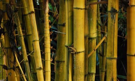 Bamboo Stalks And Panda Poo Wanderlust