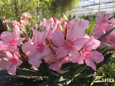 The good news is that there have been very few reports of human death due to oleander toxicity, probably due to the plant's vile taste, says the university of wisconsin's bioweb. Nerium Oleander | Plantencentrum Exotica