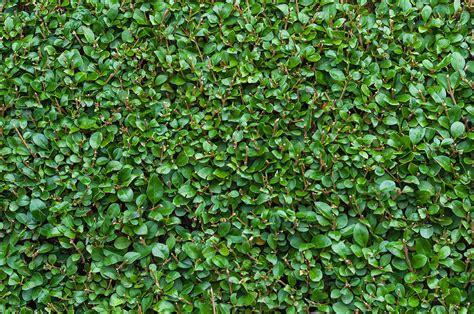 Close Up Privet Hedge Photograph By Chay Bewley
