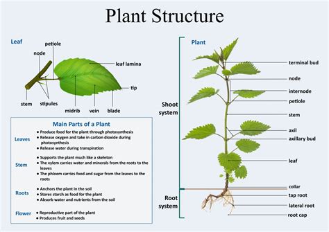 Why Understanding Basic Plant Anatomy Is Essential For Gardeners