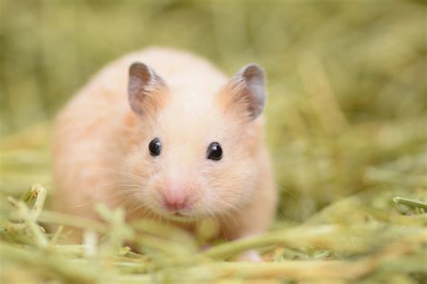 Take A Closer Look At Your Pets Diet In 2019 Hamsters
