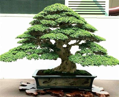 How To Care For Evergreen Bonsai