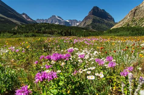 Summer 2016 Wildflowers In Many Glacier 72116 Many Glacier