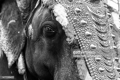Elephant Crying Photos And Premium High Res Pictures Getty Images