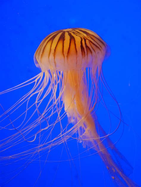 Free Images Water Ocean Jellyfish Blue Invertebrate Illustration