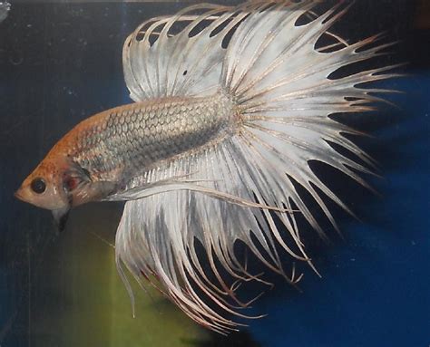 Ikan cupang yang masih satu famili dengan ikan gurami ini memiliki variasi warna beragam yang buntun menjuntai yang indah. 12 Jenis Ikan Hias Aquarium Tanpa Oksigen Dan Filter