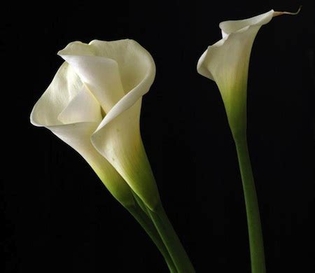 Lilium longiflorum, an easter lily, is a symbol of easter. Il classificone: Novembre | L'Ultimo Uomo