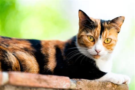 10 Unique And Surprising Facts About Calico Cats Cuteness