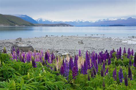 New zealand's geographical isolation has meant the country has developed a unique variety of native flora. Purple Lupin Flowers Growing By Lake Tekapo In New Zealand ...