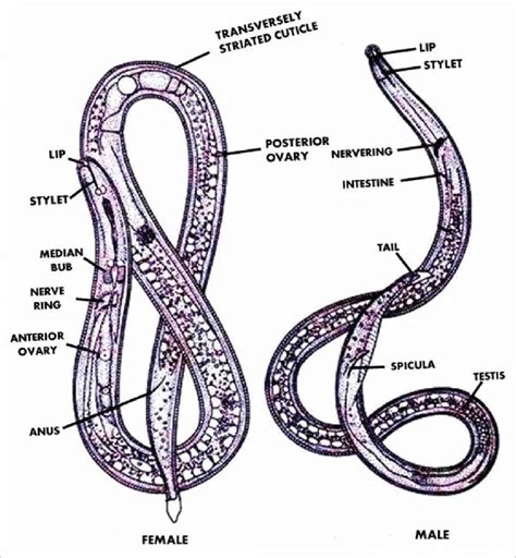 Morphology Of Male And Female Root Knot Nematodes Source Handoo Et