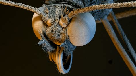 Hd Footage Of Plants And Insects Captured With High Powered Microscopes