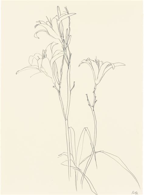 Lilies Ellsworth Kelly Plant Drawings Matthew Marks Gallery