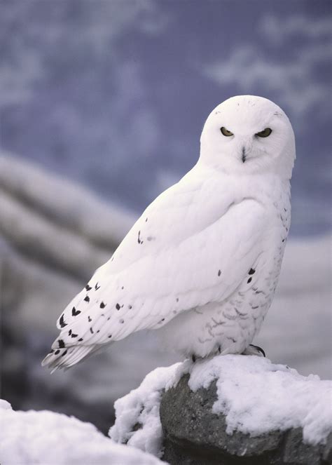 5 Interesting Facts About Snowy Owls Haydens Animal Facts