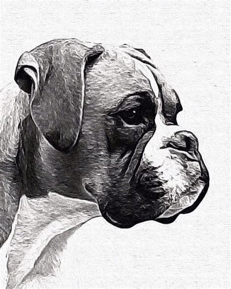 Boxer Bw Without Cropped Ears Painted In Acrylic Boxer Dogs Boxer