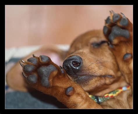 Love Dachsie Hands Dachshund Love Doxie Dogs Weenie Dogs