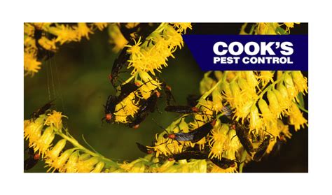 We are a pest control exterminator company and offer. Lovebugs: A Science Experiment Gone Wrong?