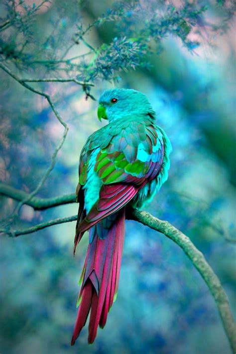 Beautiful Colorful Bird Beautiful Birds Australian Parrots Pet Birds