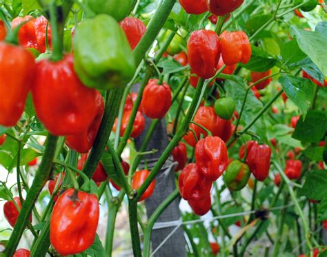 Aji Dulce Spice Pepper 02 G Southern Exposure Seed Exchange Saving