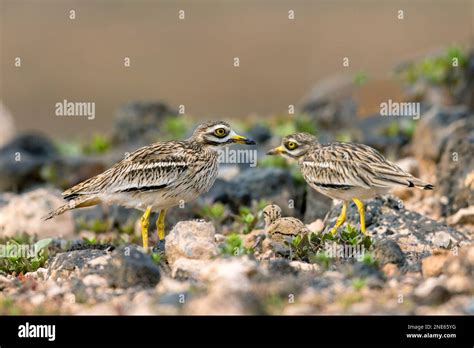 Curlew Chick Hi Res Stock Photography And Images Alamy