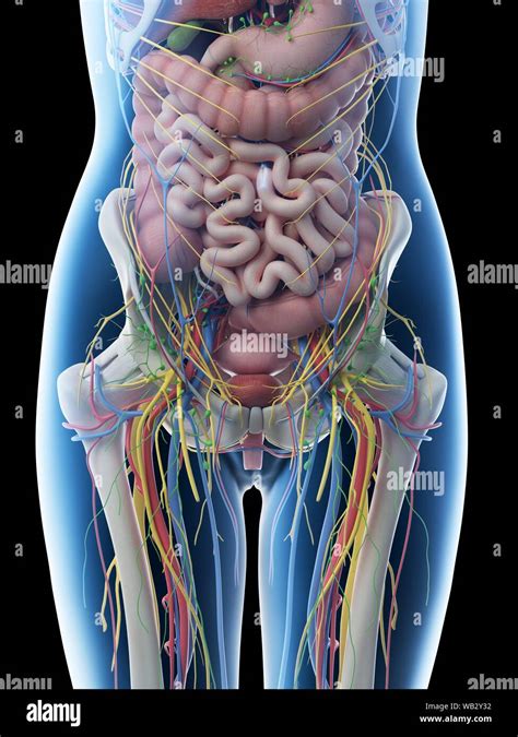 Female Abdominal Anatomy Computer Illustration Stock Photo Alamy