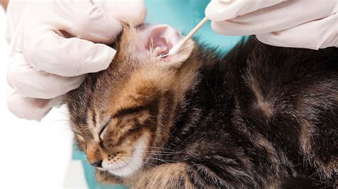How To Groom A Cats Eyes Nose And Ears Cat Care Youtube