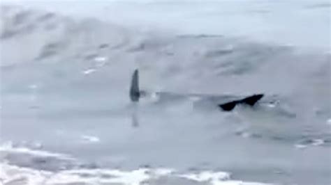Scary Video Shows Shark In Shallows Of Busy South Carolina Beach In One