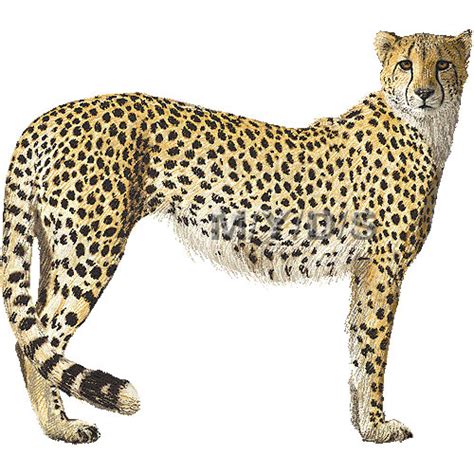 Clip Art Cheetah Clip Art Library