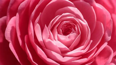 Close Up Pink Rose Wallpapers Wallpaper Cave
