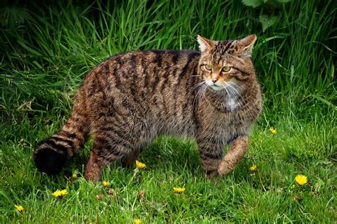 Scottish Wildcat Guide Bbc Wildlife Magazine Discover Wildlife