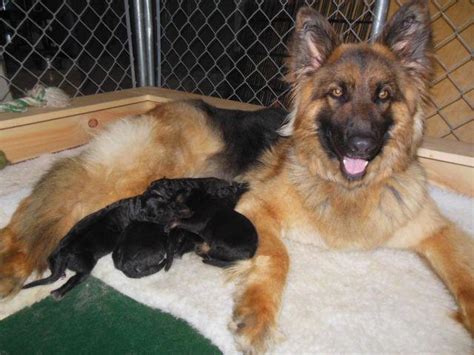 Purebred German Shepherd Puppies For Sale In Raymond New Hampshire