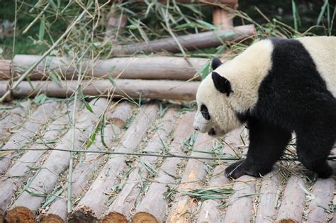 Walk Panda Stock Image Image Of Black Bamboo Bear 12830163