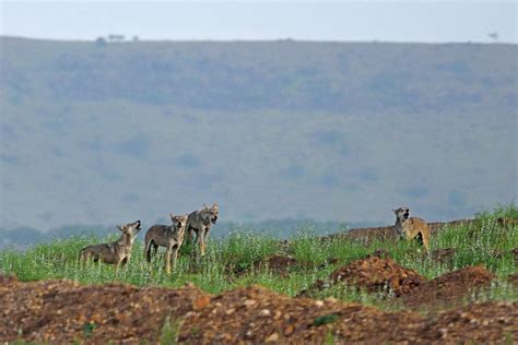Saswad Grasslands near Pune in Danger | Conservation India