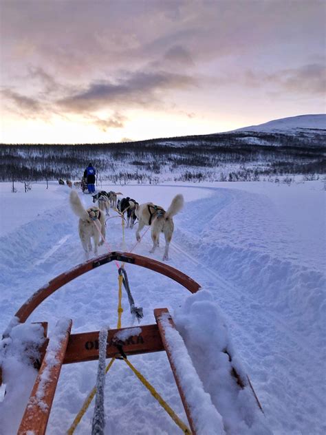 Dog Sledding In Breivikseide Norway 40 Minutes North Of The City Of
