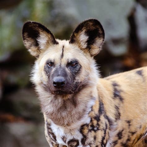 Facts -African Wild Dogs Have Four Toes and More Facts You Didn't Know ...
