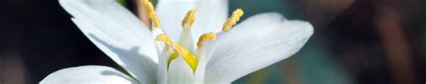 Star of bethlehem flower uses. 5 White Wedding Flower Alternatives to the Calla Lily
