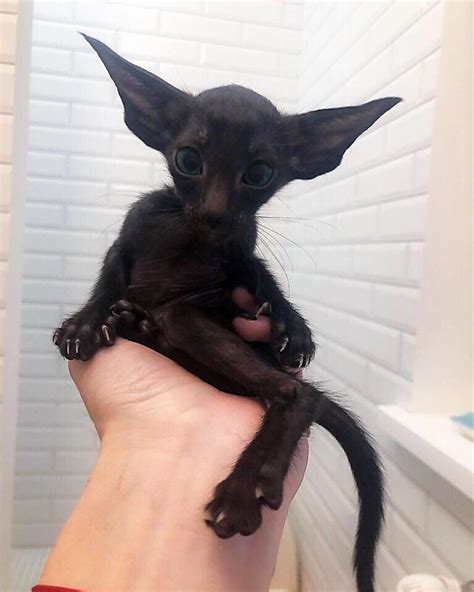 Oriental shorthairs are intelligent, social animals who bond very closely to their people. Picture of a tiny, dark chocolate Oriental Shorthair ...