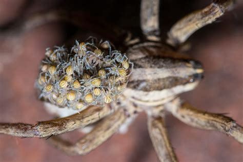 Baby Wolf Spiders Rspiders
