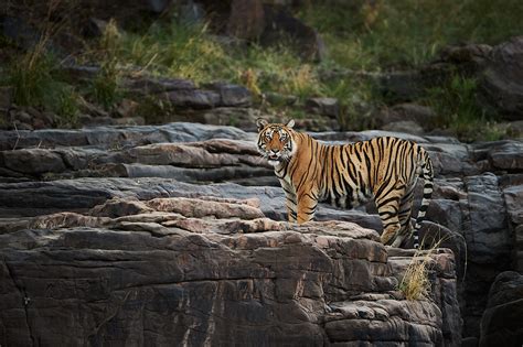 Tiger Photography Tour Ranthambore Wildlife Tours