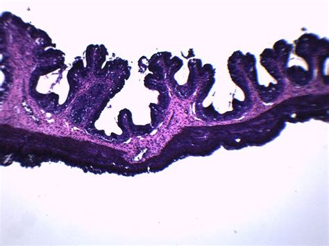 Frog Esophagus Cross Section Prepared Microscope Slide 75x25mm