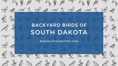 Popular Backyard Birds Of South Dakota With Pictures Birdwatching Tips