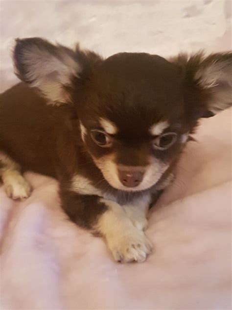 Gorgeous Rare Chocolate And Tan Long Coated Small Chihuahua Puppies