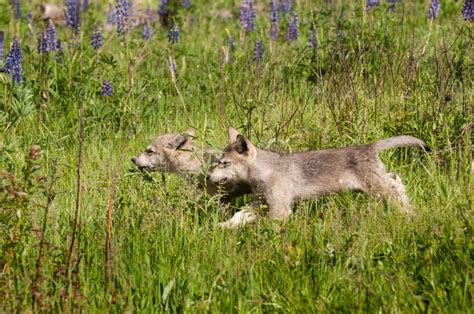 Grey Wolf Canis Lupus Pups Run Left Through Grass Stock Photo Image