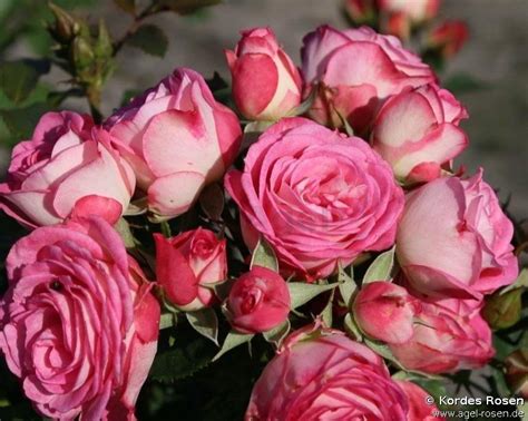 Buy Xenia ® Floribunda Rose Agel Rosen