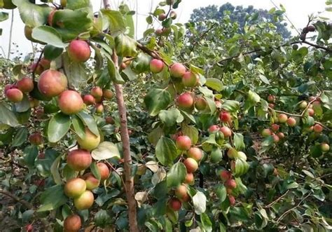 Full Sun Exposure Red Ball Sundari Apple Ber Plant For Fruits At Rs 30plant In Deganga