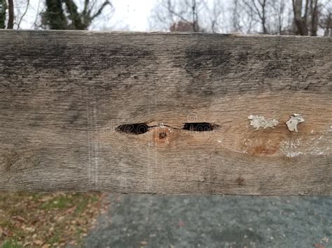 Wood Board With Carpenter Bee Damage And Grey Rocks Stock Image Image