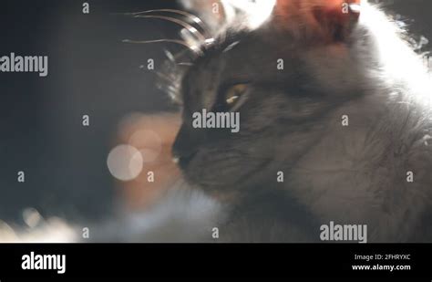Kitten Licks Stock Videos And Footage Hd And 4k Video Clips Alamy